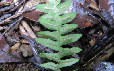 Blechnum laevigatum