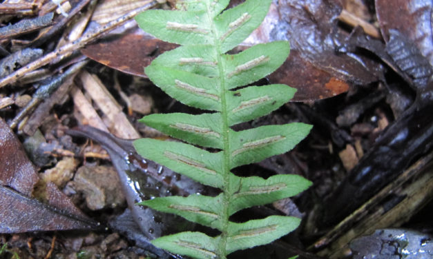 Blechnum laevigatum