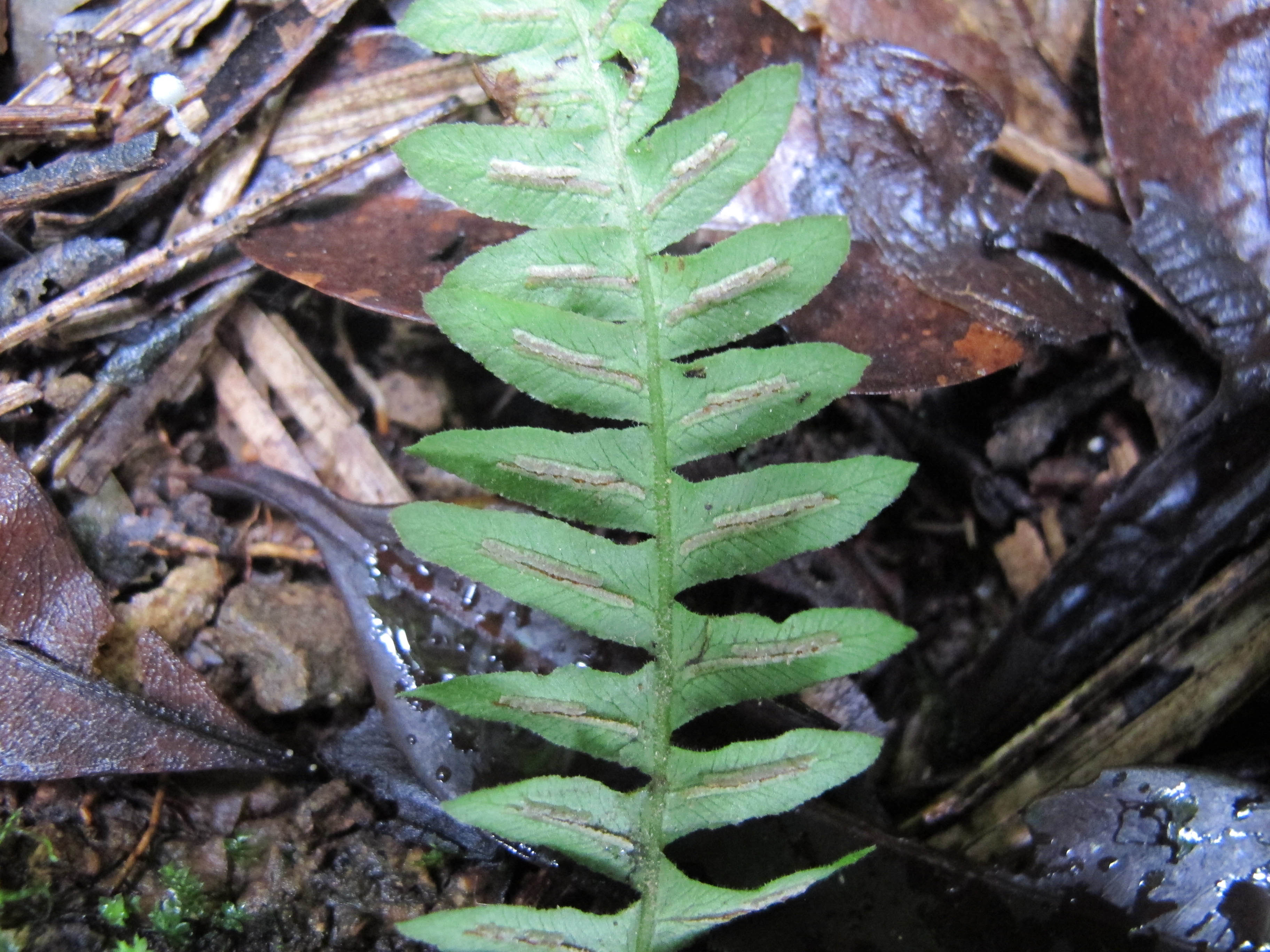 Blechnum laevigatum