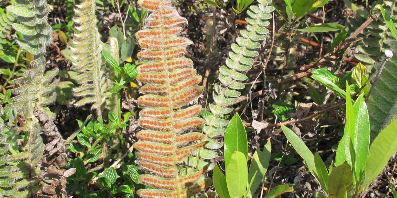 Pleopeltis lepidopteris