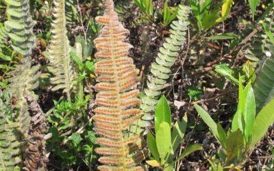 Pleopeltis lepidopteris