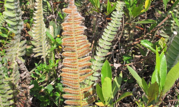 Pleopeltis lepidopteris