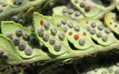 Rumohra adiantiformis