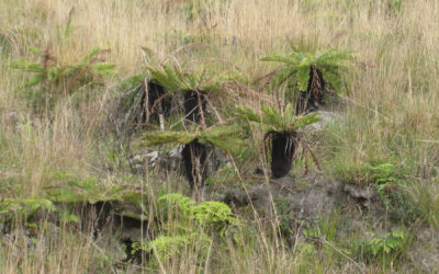 Lomariocycas schomburgkii