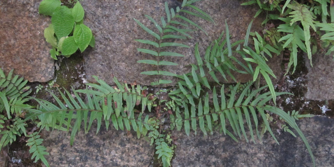 Pteris vittata