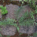 Pteris vittata