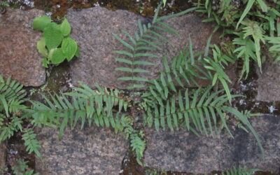 Pteris vittata