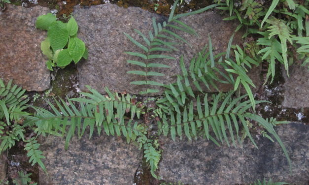 Pteris vittata