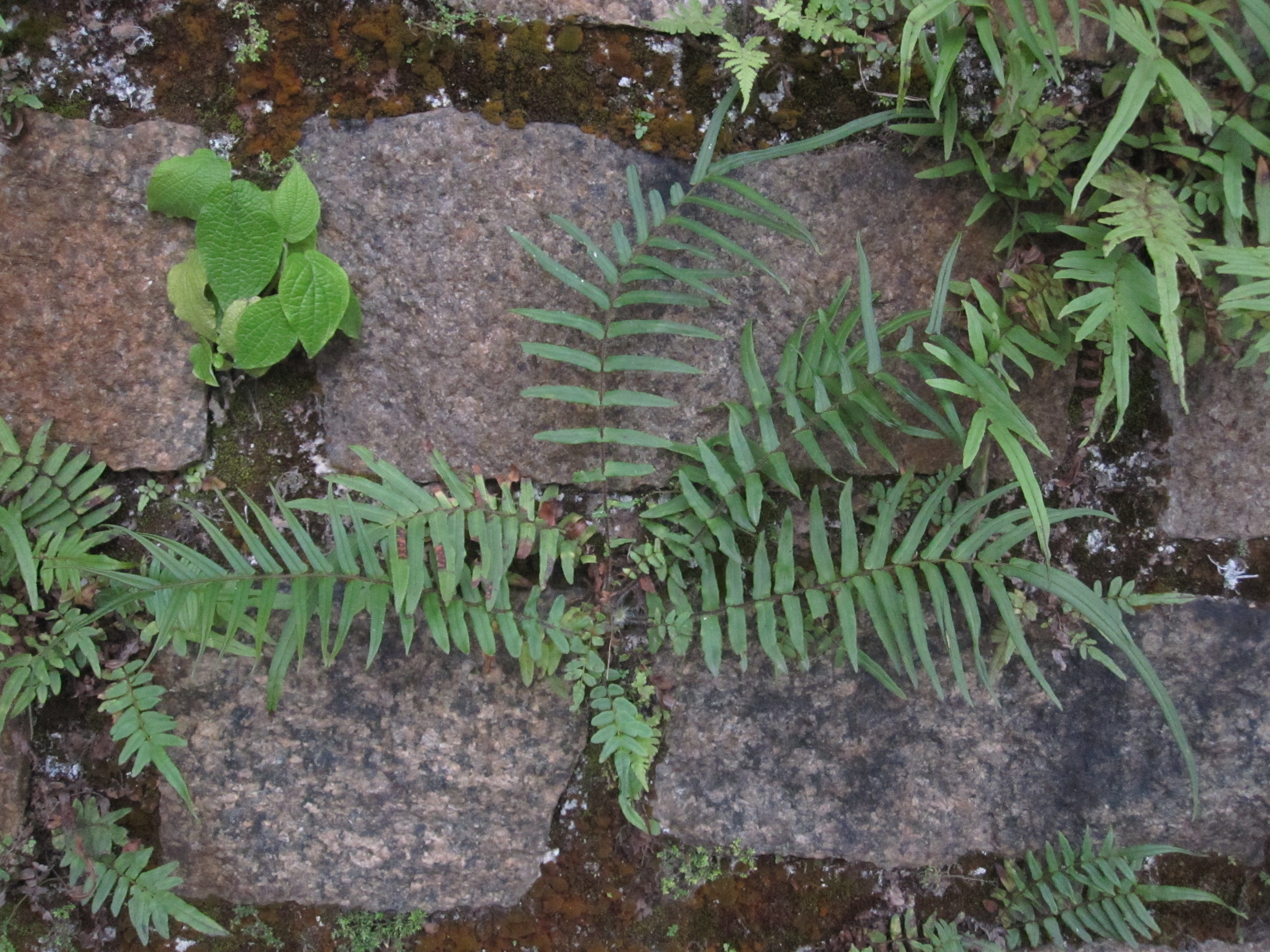 Pteris vittata