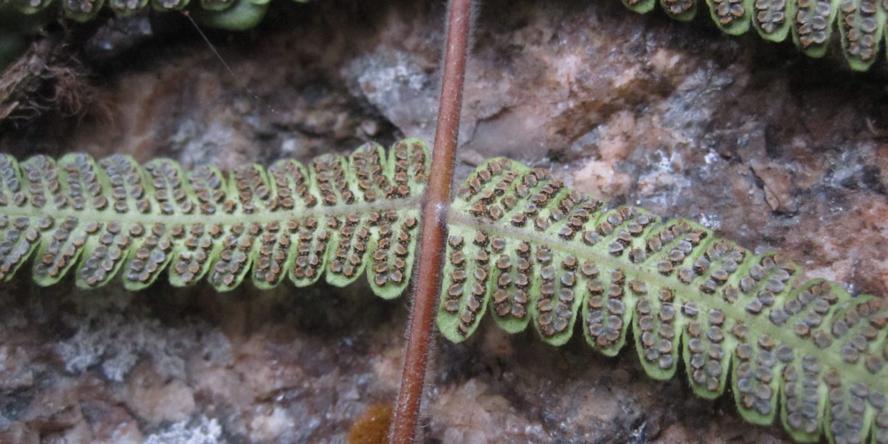 Christella dentata