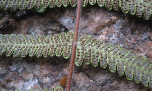 Christella dentata