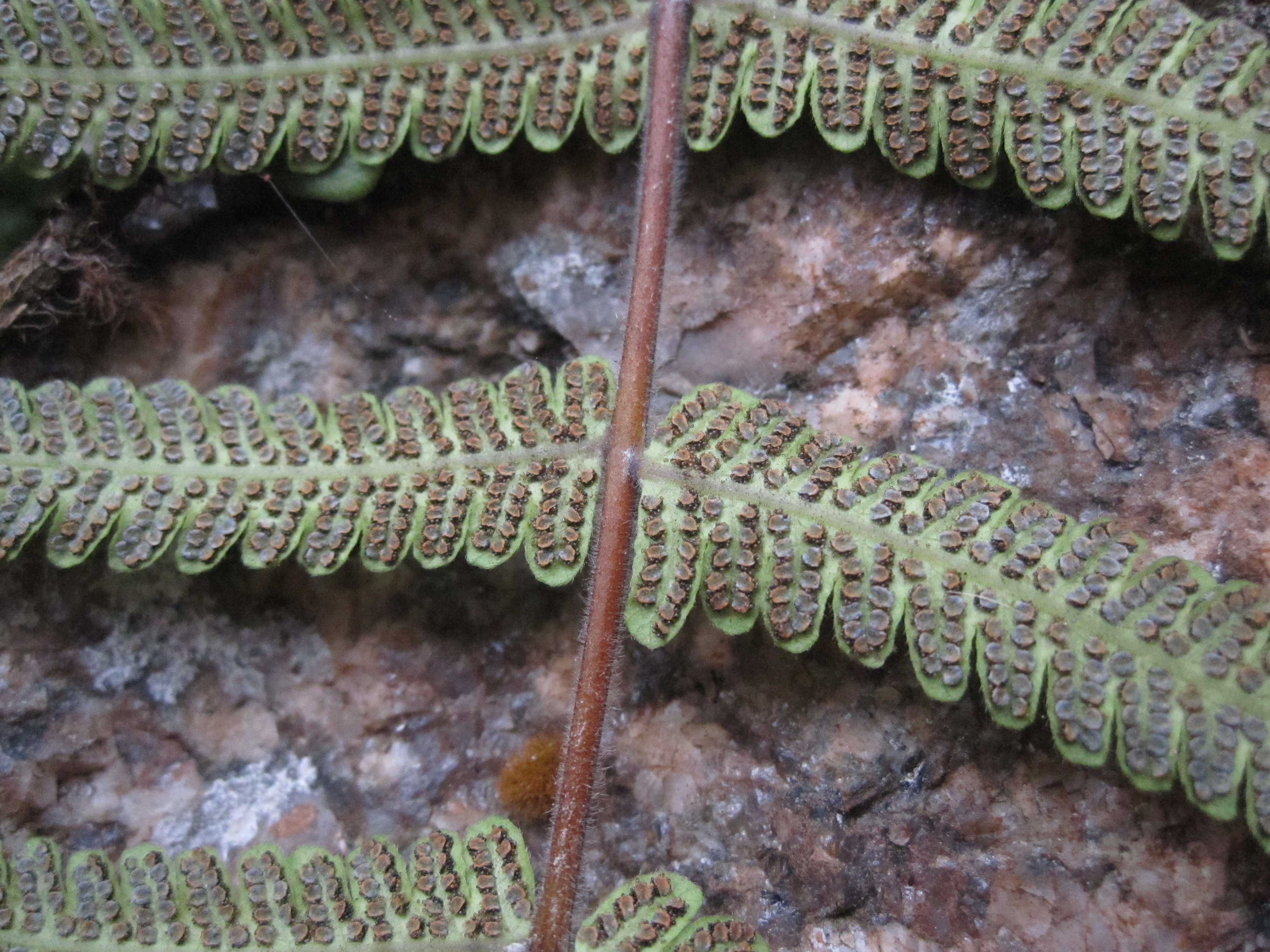 Christella dentata