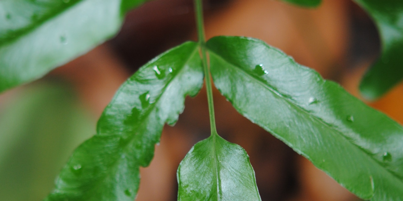 Lindsaea ensifolia