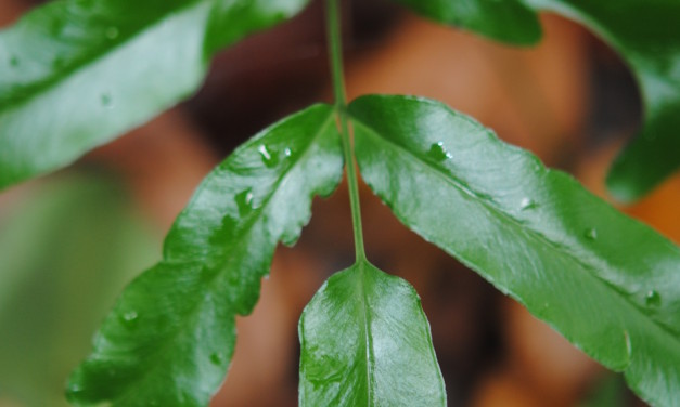 Lindsaea ensifolia