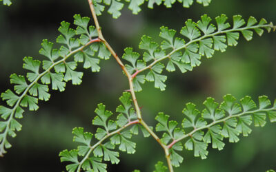 Odontosoria aculeata