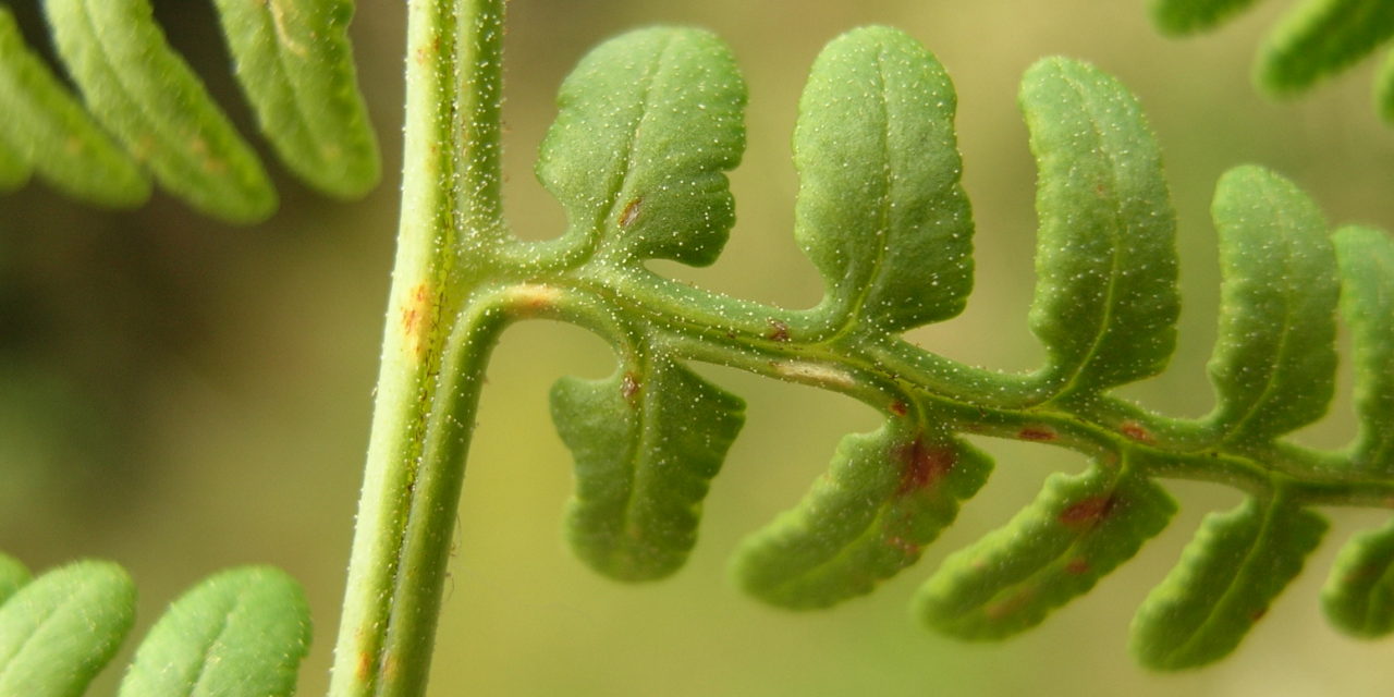 Paesia glandulosa