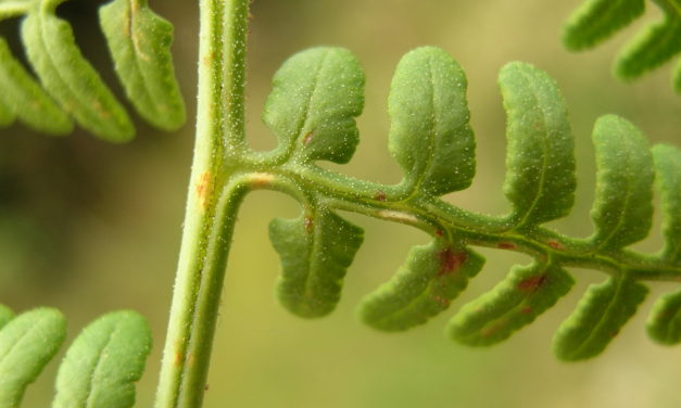 Paesia glandulosa