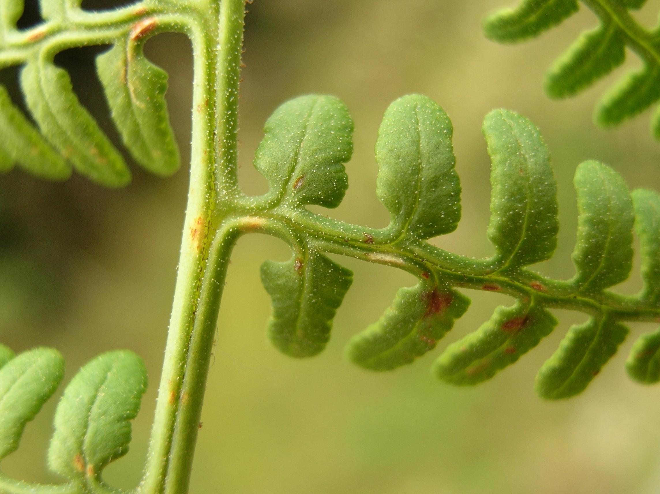 Paesia glandulosa