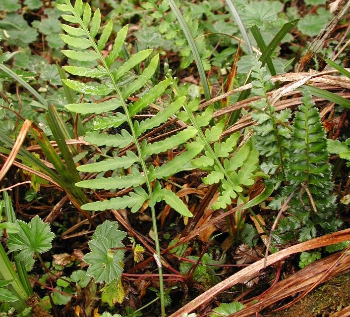 Pleopeltis murorum