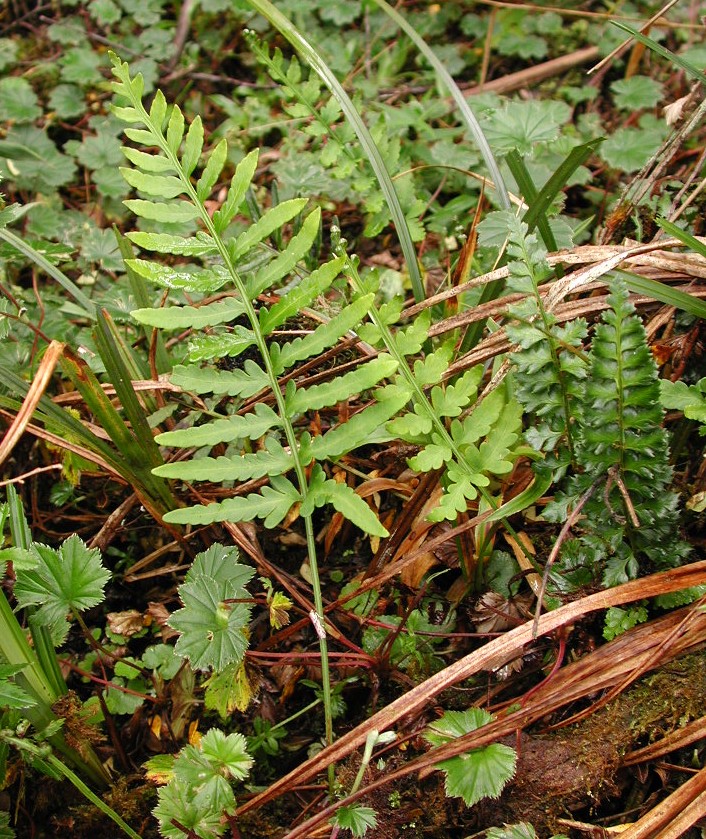 Pleopeltis murorum