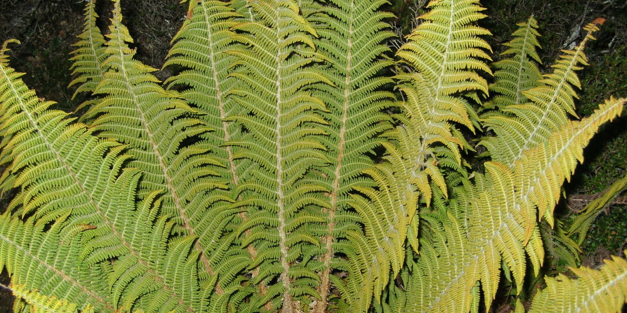 Polystichum speciosissimum