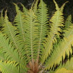 Polystichum speciosissimum