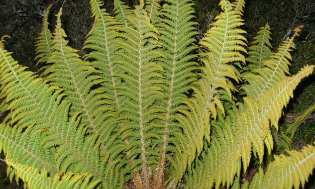 Polystichum speciosissimum