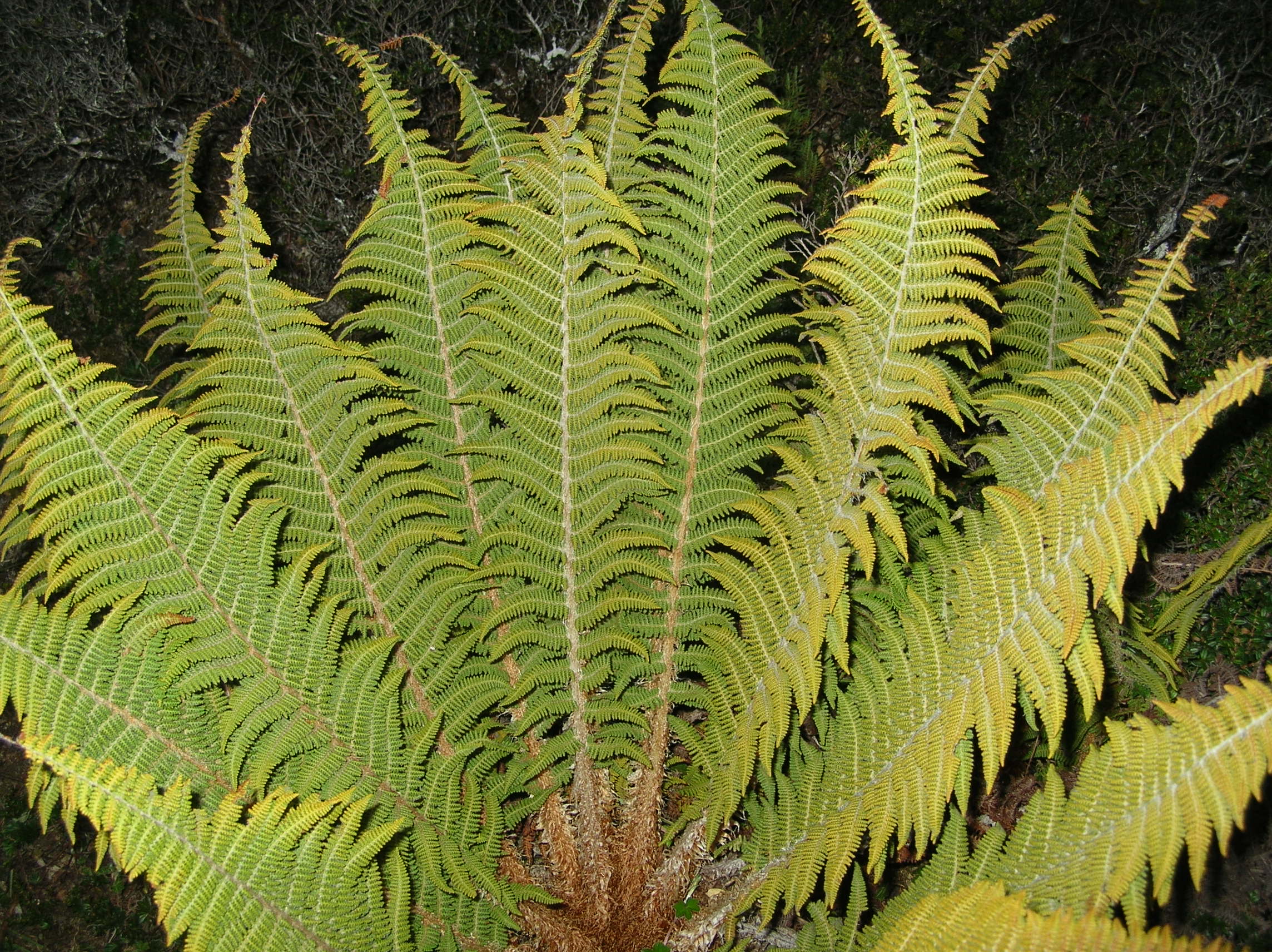 Polystichum speciosissimum