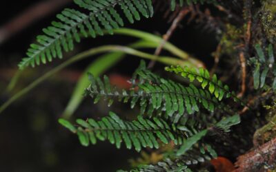 Themelium halconense