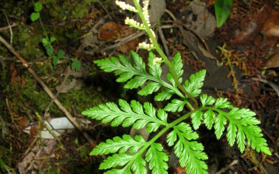 Botrypus virginianus