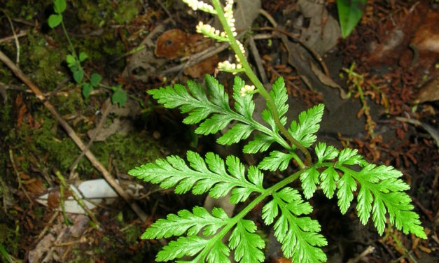 Botrypus virginianus