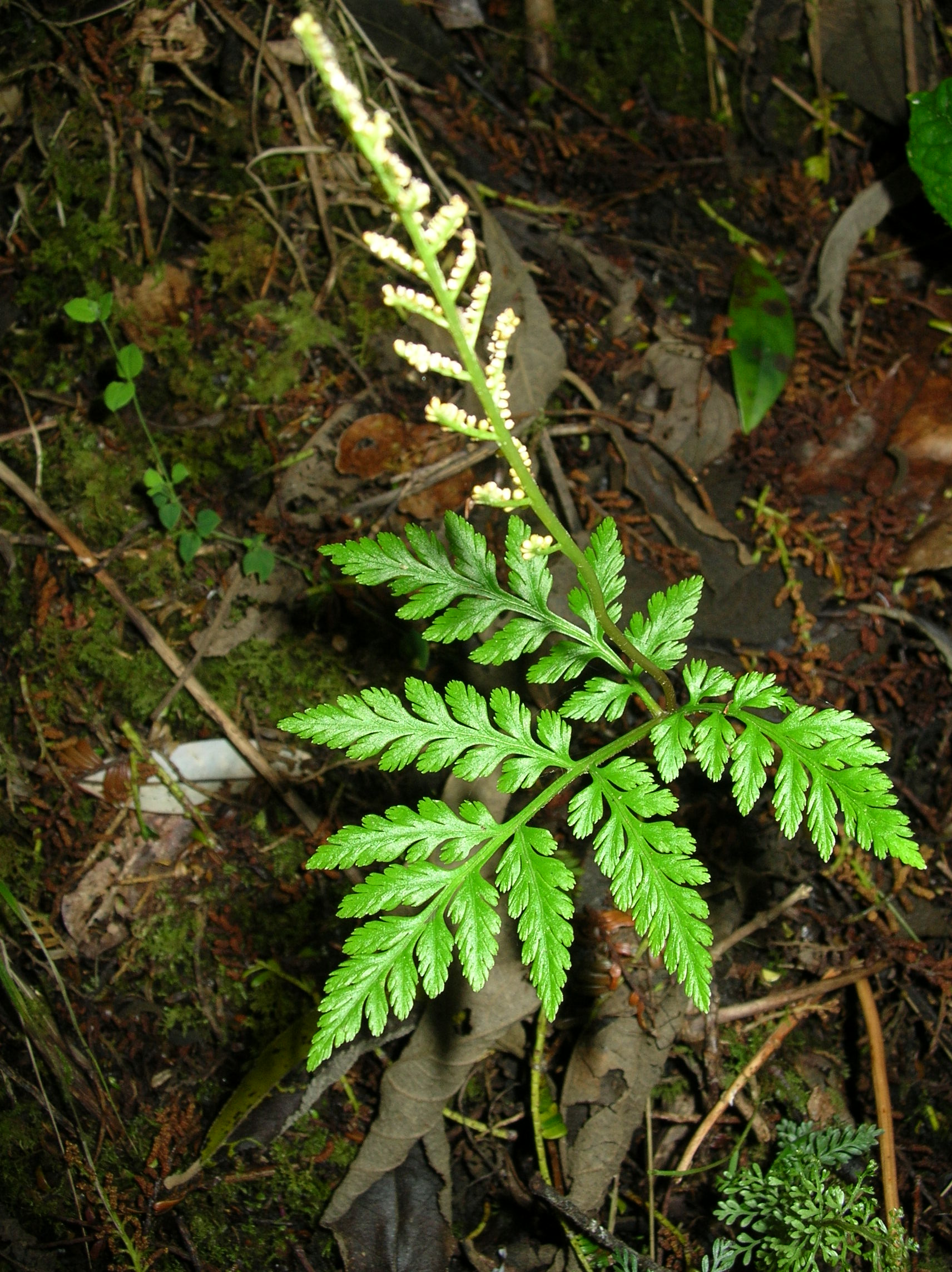 Botrypus virginianus