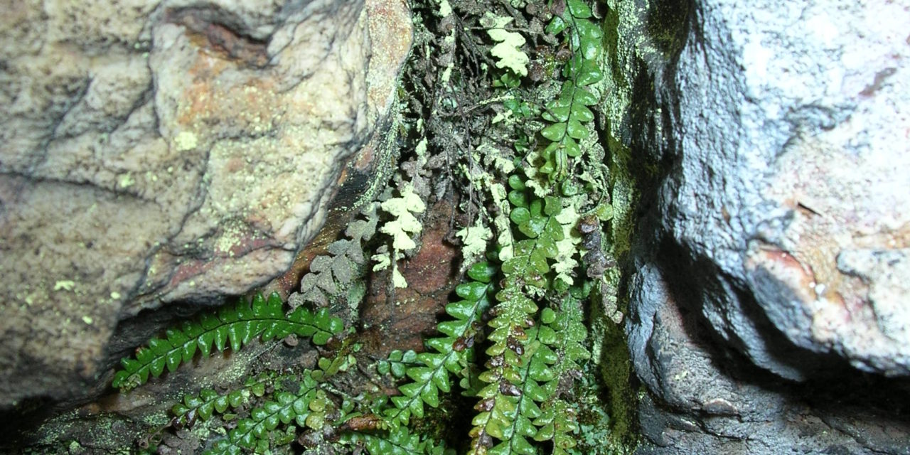 Lellingeria humilis