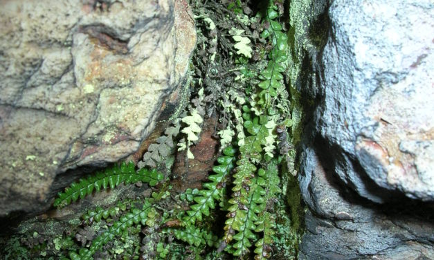 Lellingeria humilis