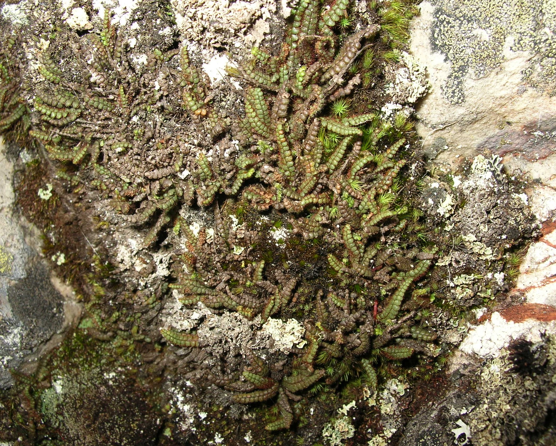 Melpomene anazalea