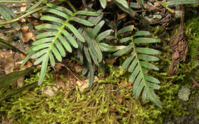 Pleopeltis orientalis