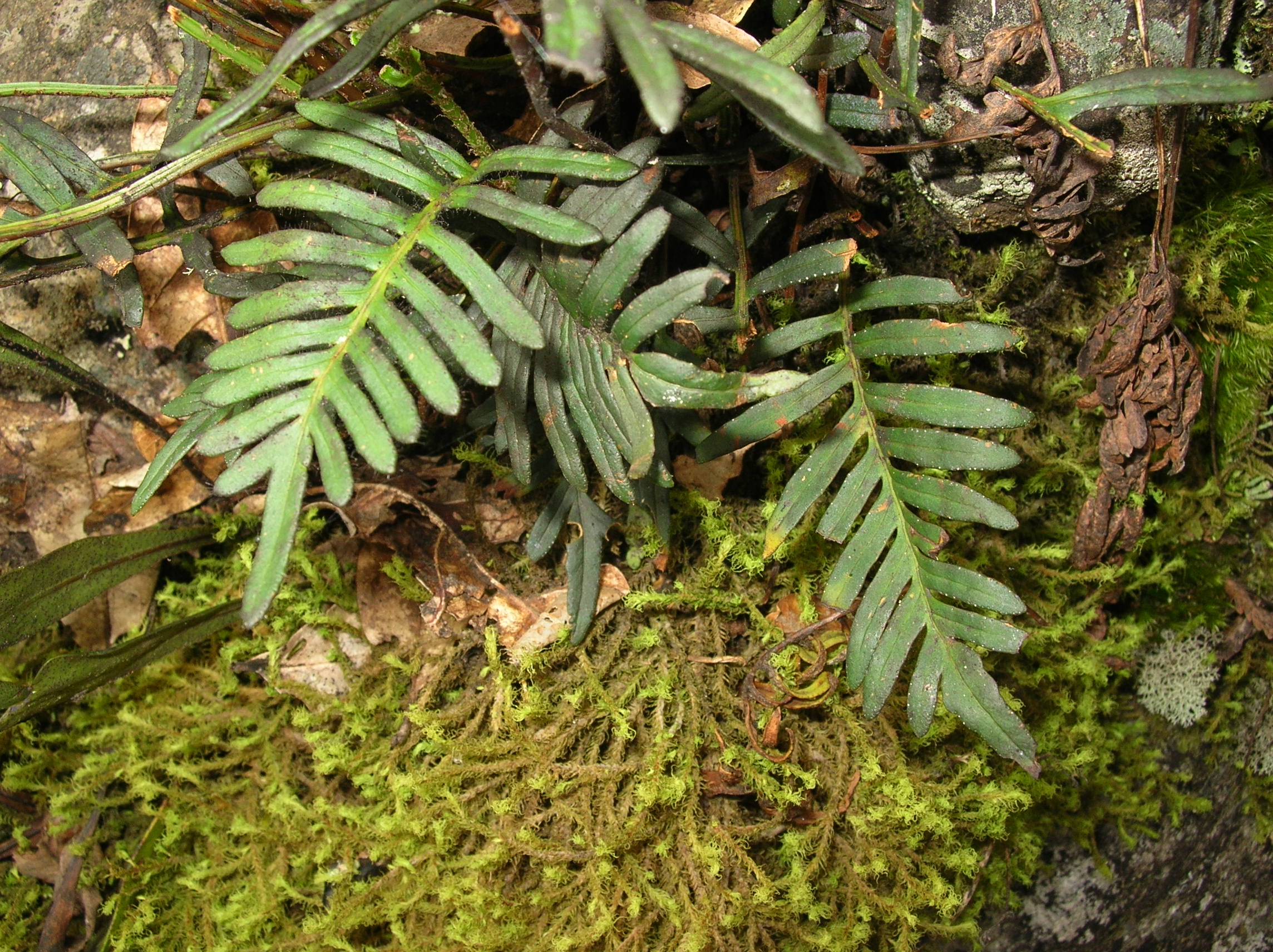 Pleopeltis orientalis