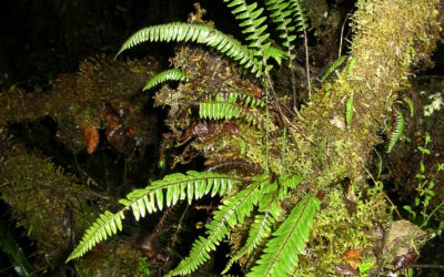 Ascogrammitis colombiensis