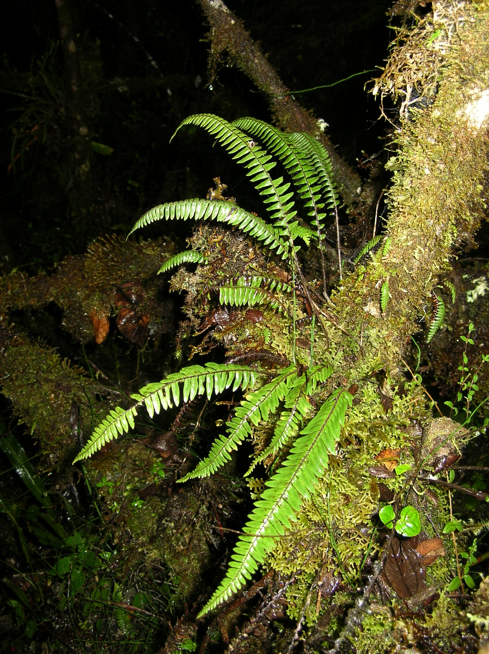 Ascogrammitis colombiensis