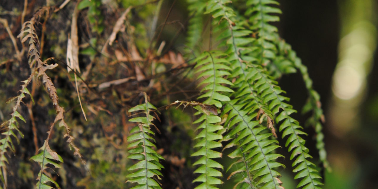 Terpsichore asplenifolia