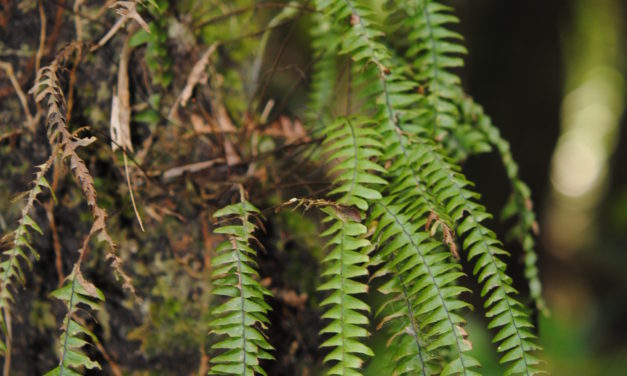 Terpsichore asplenifolia