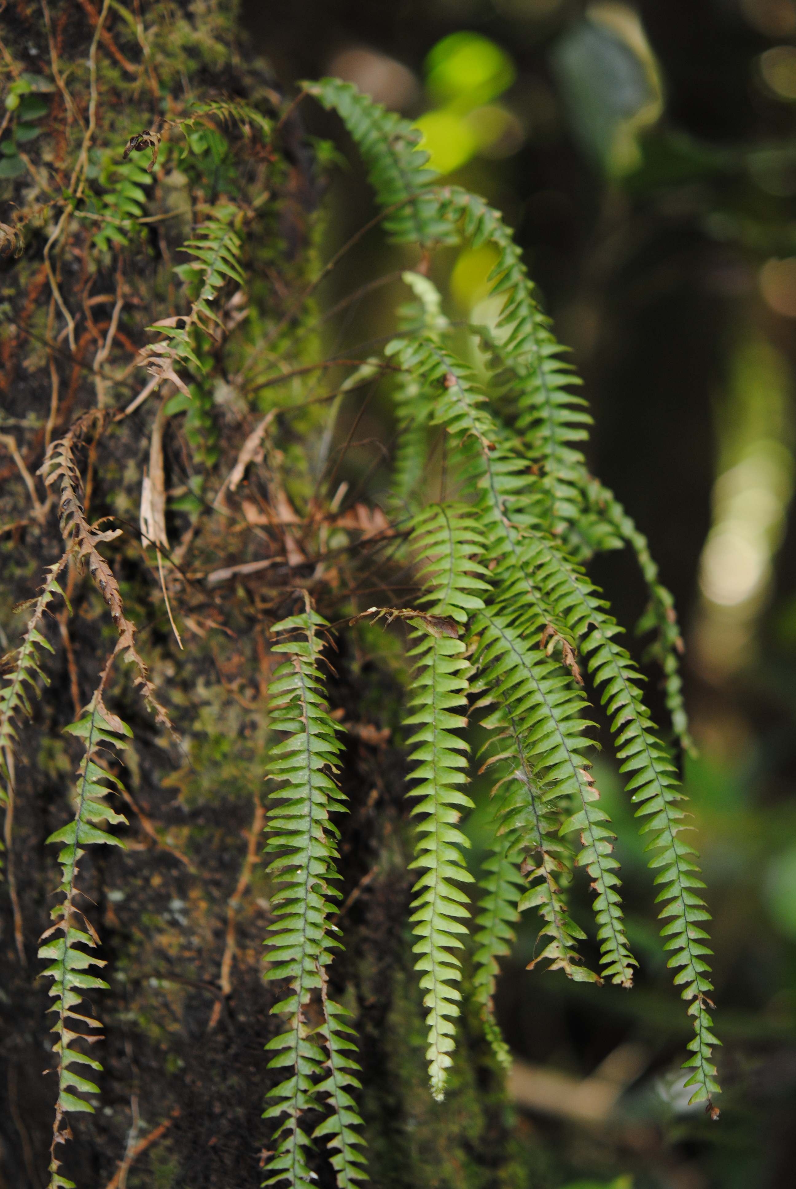 Terpsichore asplenifolia