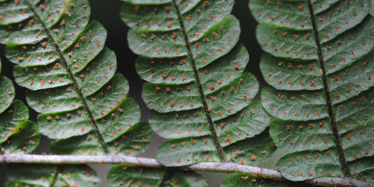 Megalastrum gilbertii