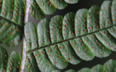 Megalastrum gilbertii