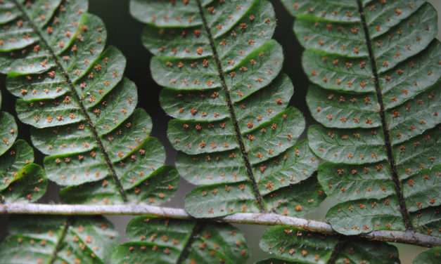 Megalastrum gilbertii