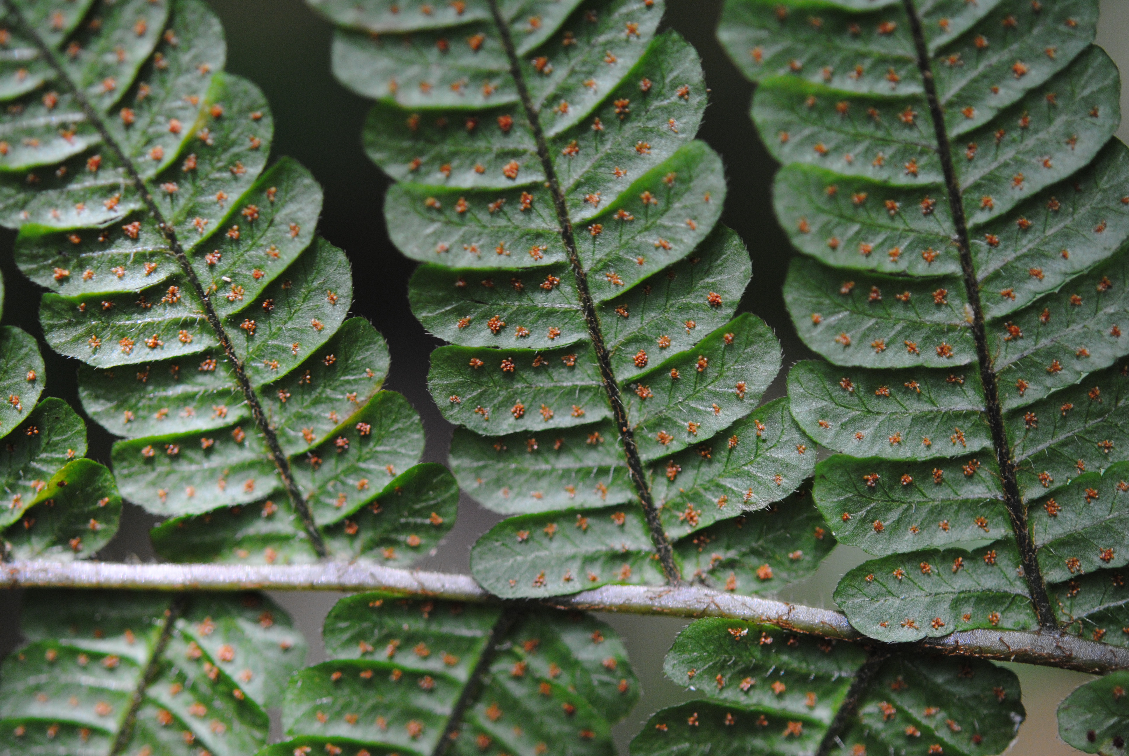 Megalastrum gilbertii