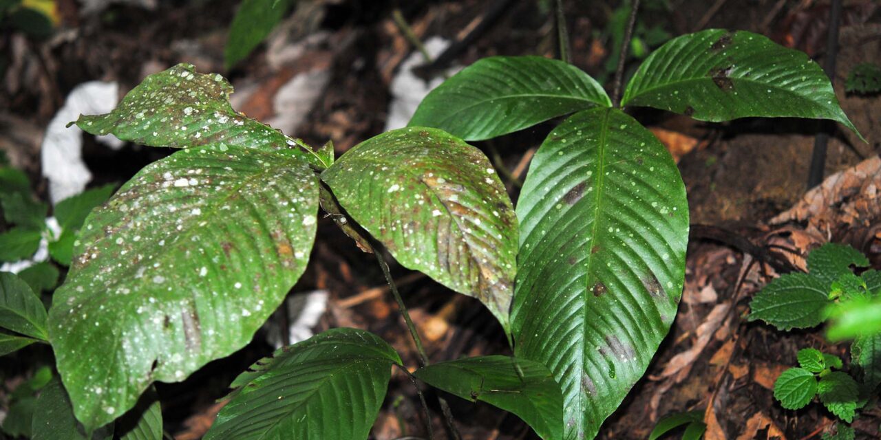 Mickelia pergamentacea