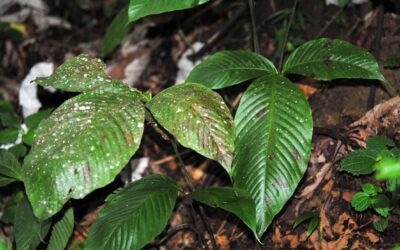 Mickelia pergamentacea