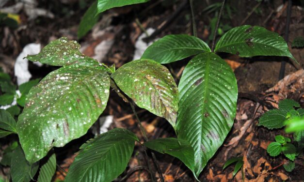 Mickelia pergamentacea