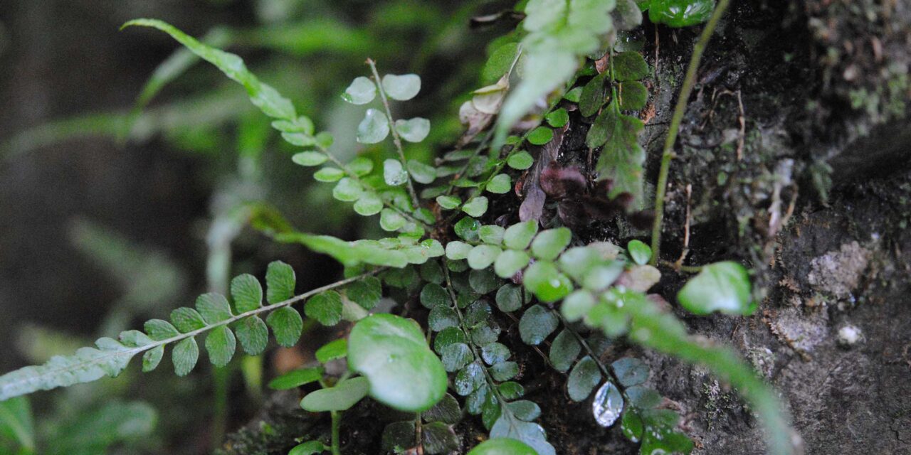 Polystichum rhizophyllum